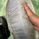 新洗車機開発分野で使用されるブラシ製品2